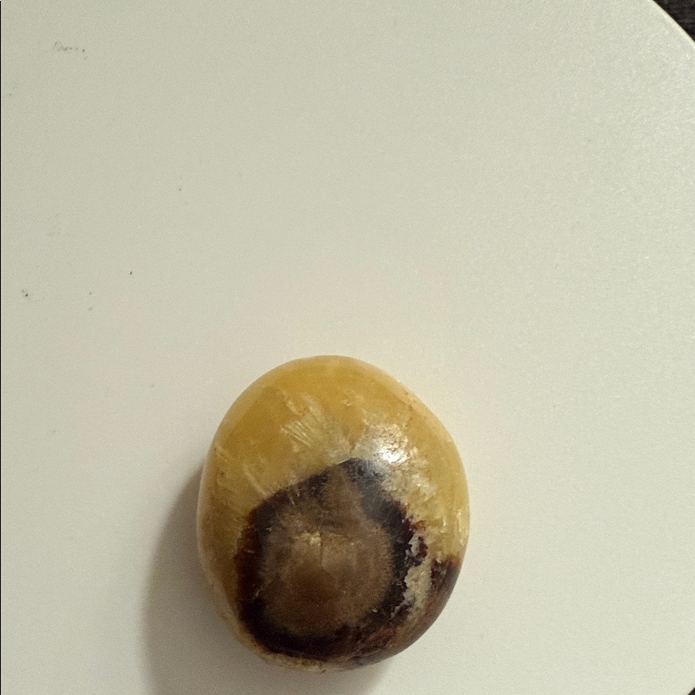 Septarian Palm Stone
